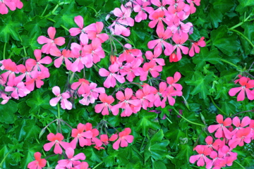 Pink Geraniums.JPG