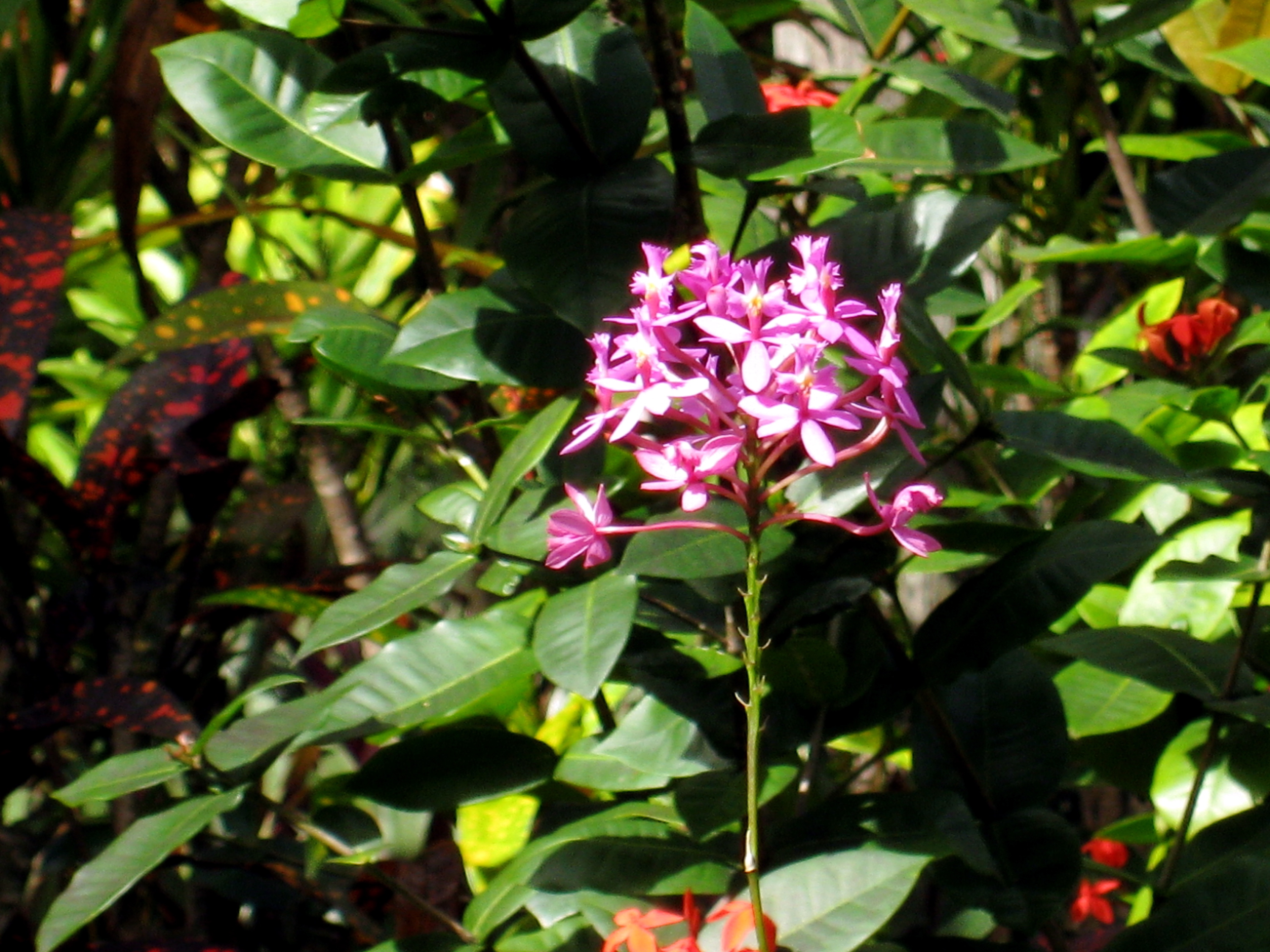 Purple Flowers