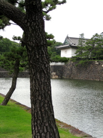 Imperial Palace Trees